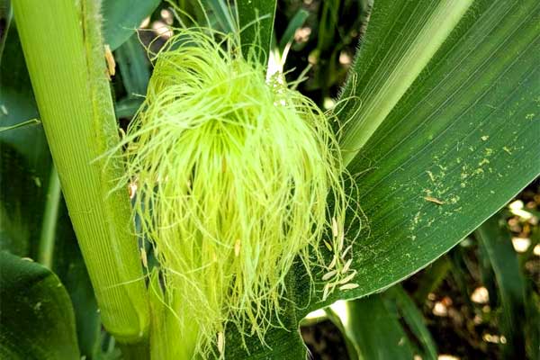 تطور الحرير والظهور في الذرة